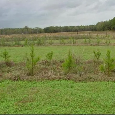 thumbnail for publication: Establishment of Silvopasture in Existing Pastures